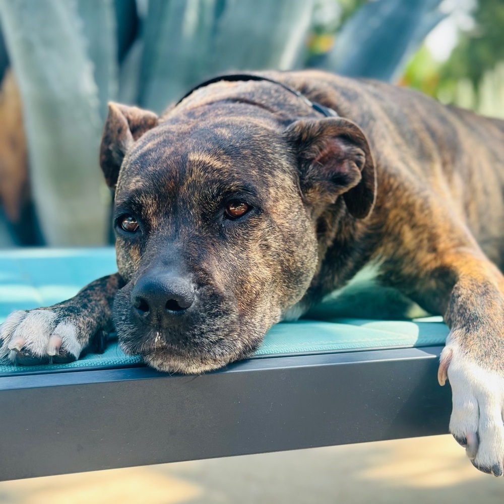 Meet your Posher, Samuel